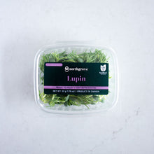 Lupin Shoots