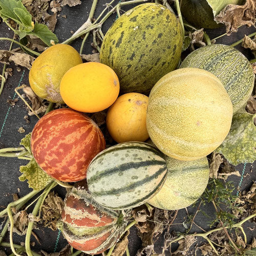 Mixed Melons
