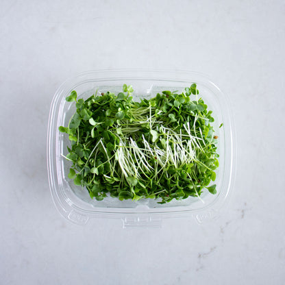 Micro Kale