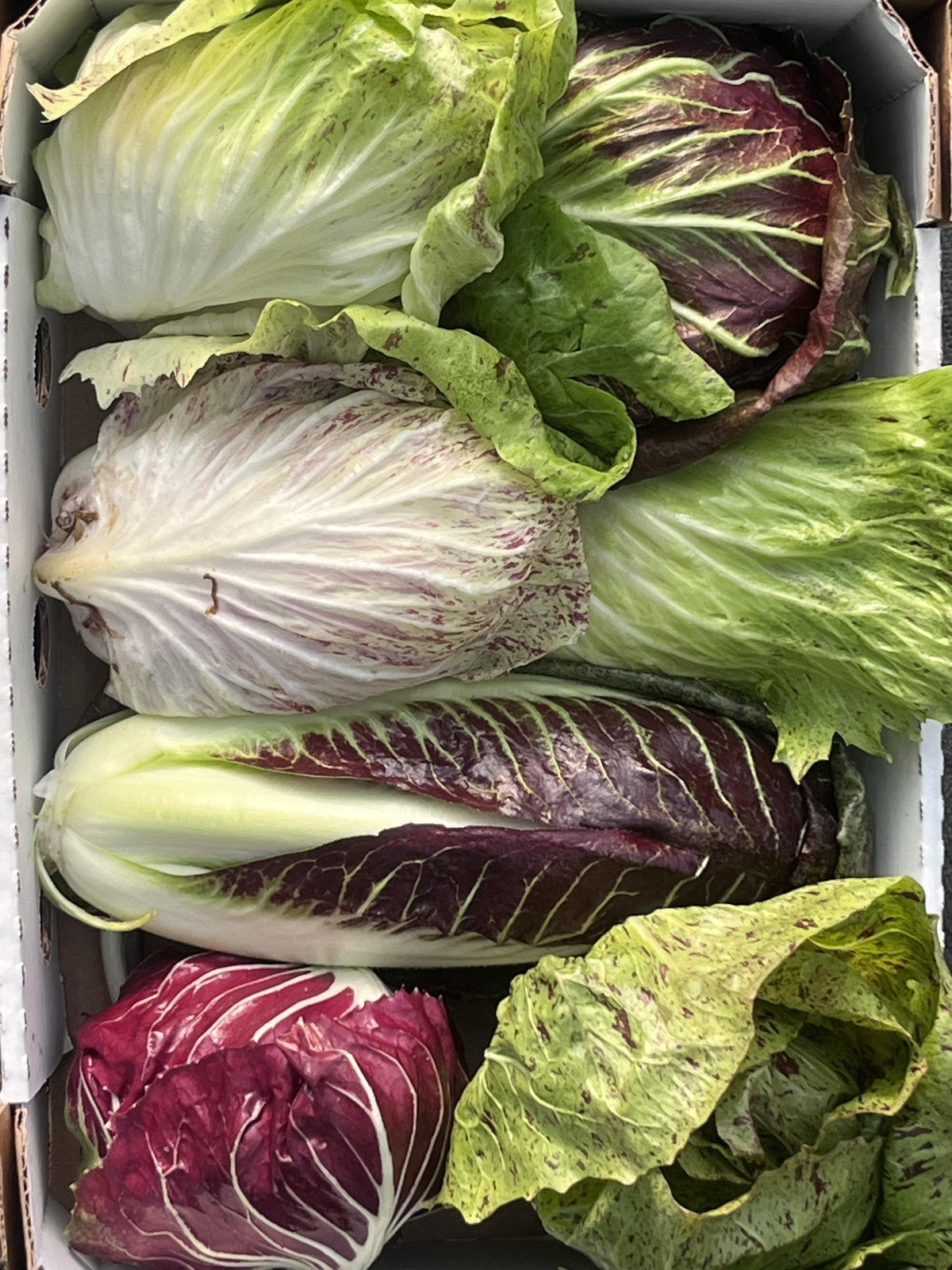 Mixed Variety Chicory Raddichio