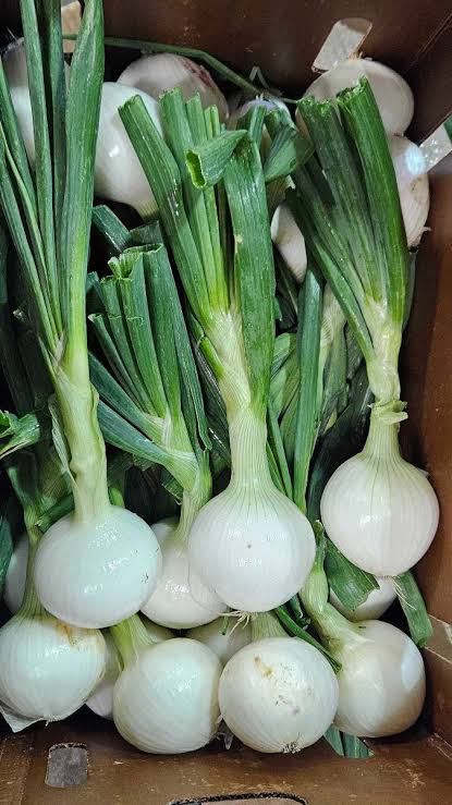 White Onions With Tops