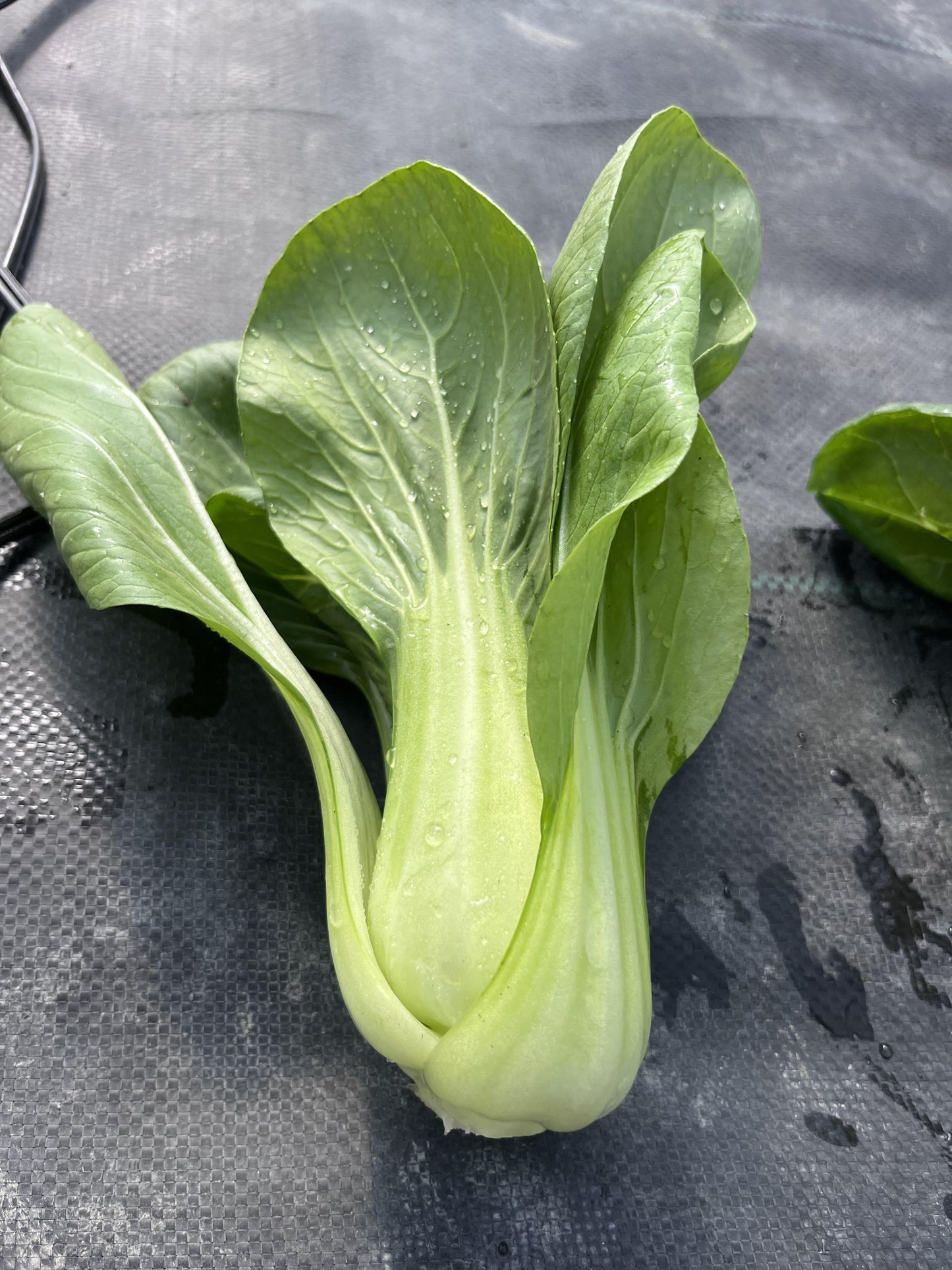 Baby Pac Choi