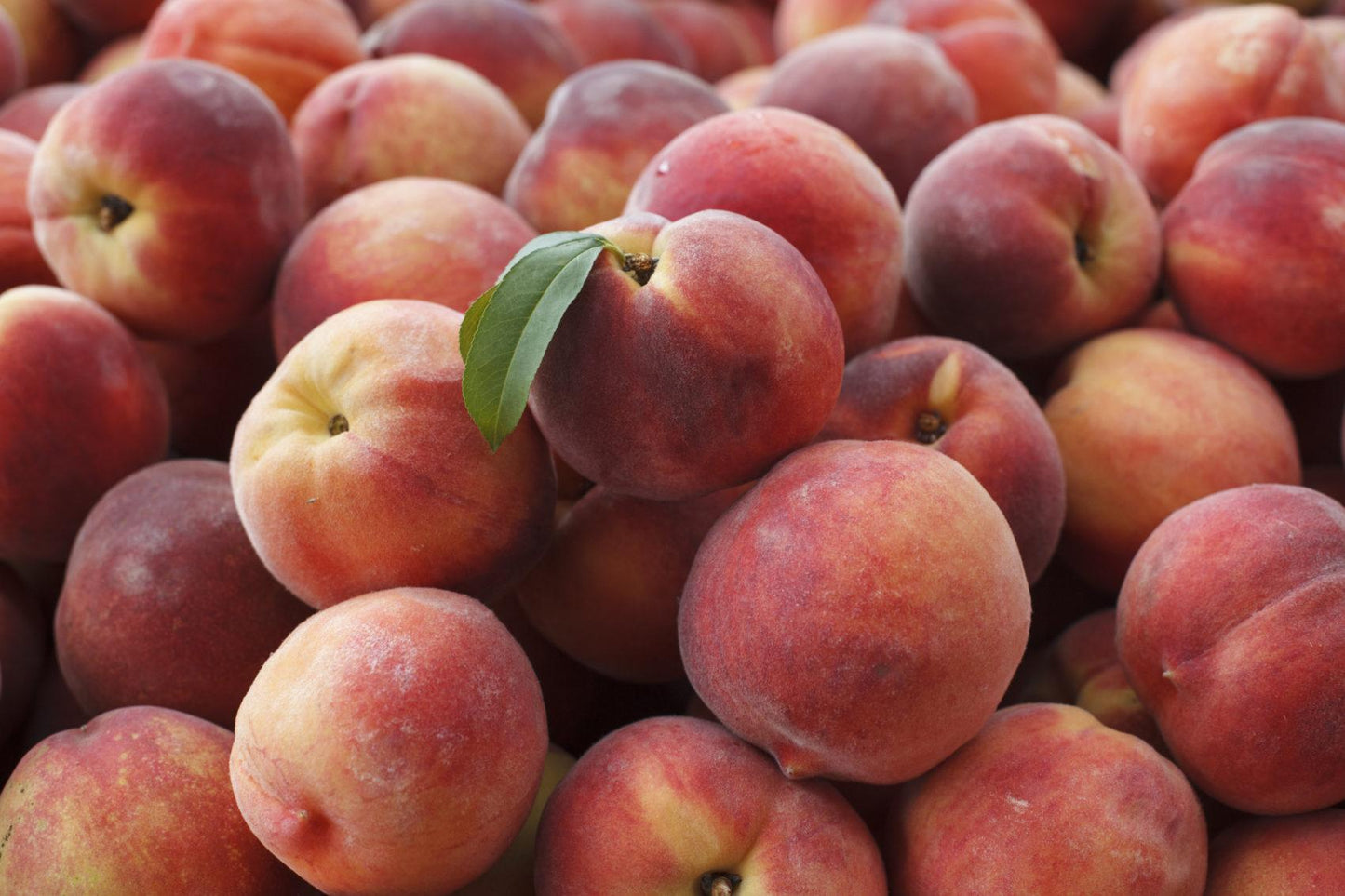 Free Stone Peaches