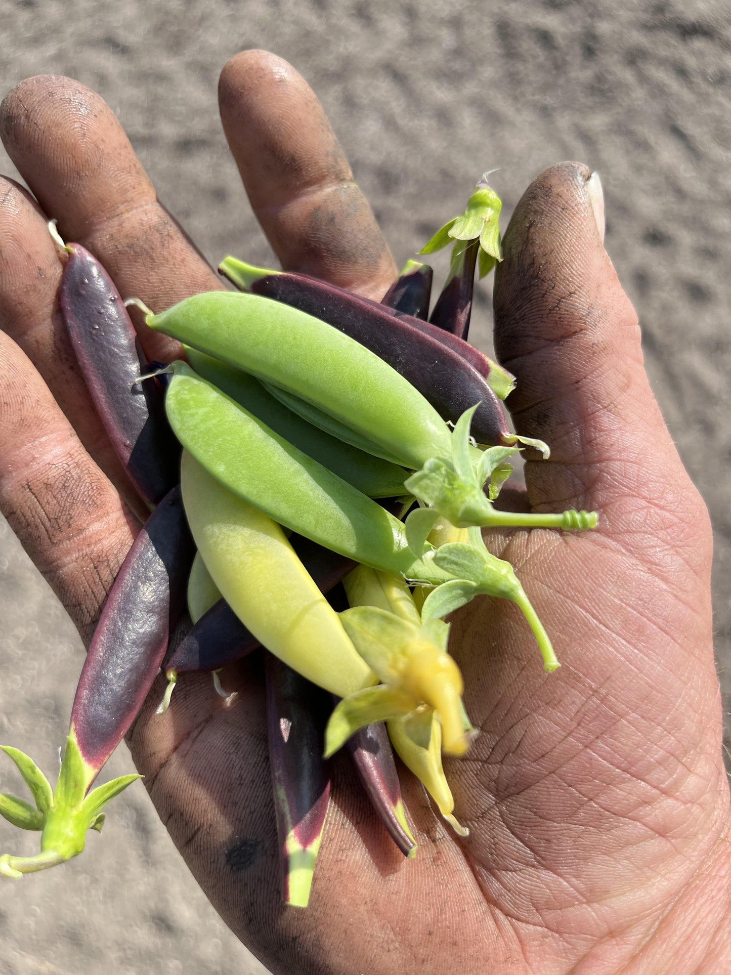 Sugar Snap Peas