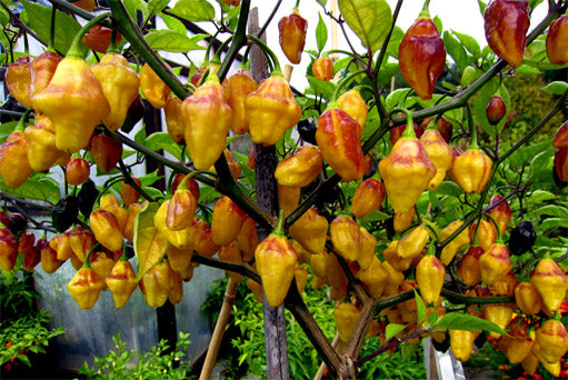Puerto Rican Peppers