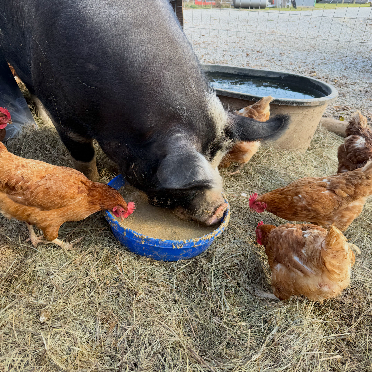 Large Free Range Eggs