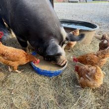 Large Free Range Eggs