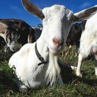 River's Edge Pastured Goat Milk- 4L