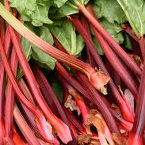 Rhubarb