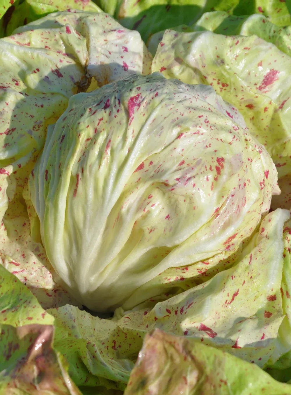 Radicchio Chicory