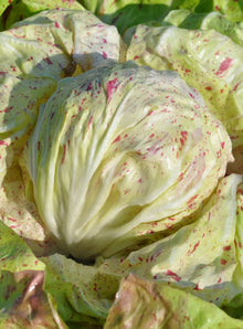 Radicchio Chicory