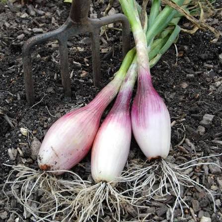 Fresh Shallots with Tops