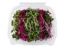 Spicy Rainbow Mix Microgreens (110 g)
