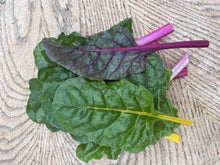 Mixed Rainbow Swiss Chard