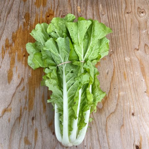 Taiwan Bok Choi