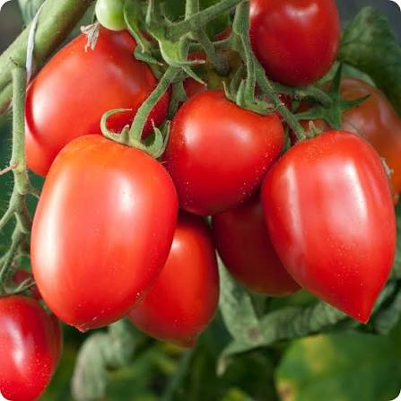 Roma/San Marzano Tomatoes