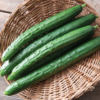 Green Japanese Cucumber