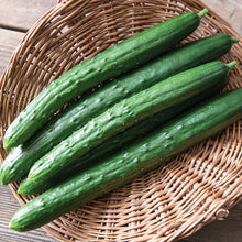Green Japanese Cucumber